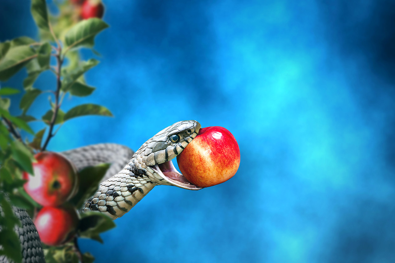 Apple, Serpent, Tree of Knowledge, Adam and Eve
